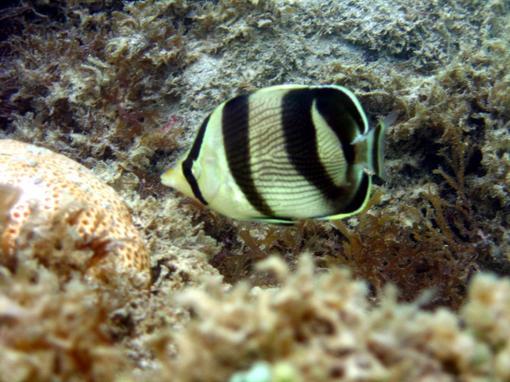 Pousada Sabrinna Maceio Dış mekan fotoğraf
